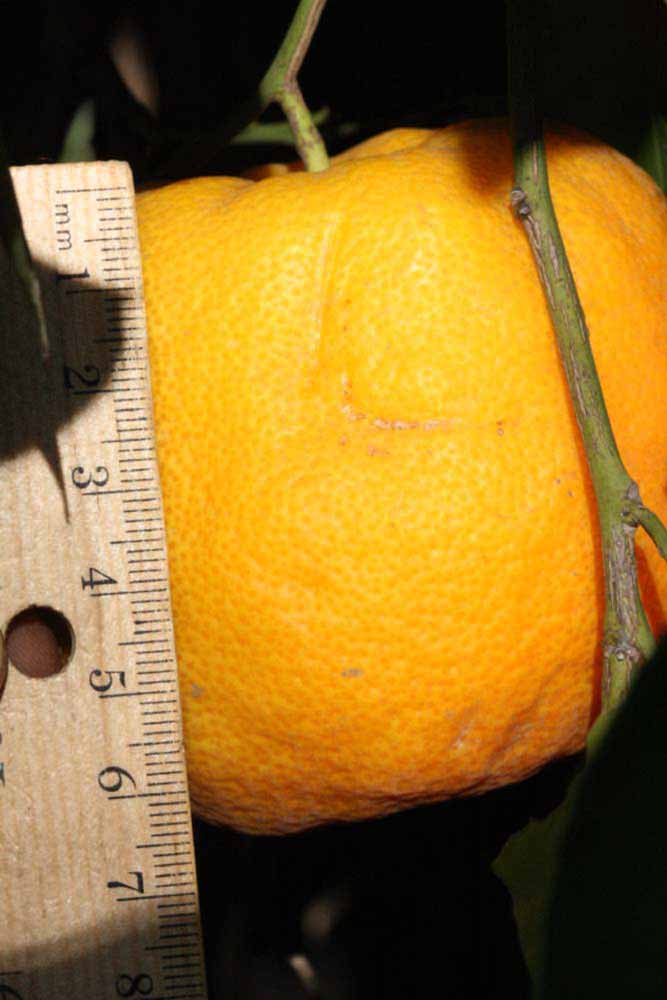              Fruit (Riverside, CA)       